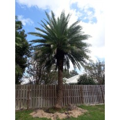 Hybrid Date Palm